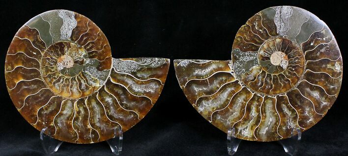 Polished Ammonite Pair - Million Years #22228